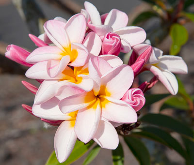 Plumeria Flower by Marjorie Kinch