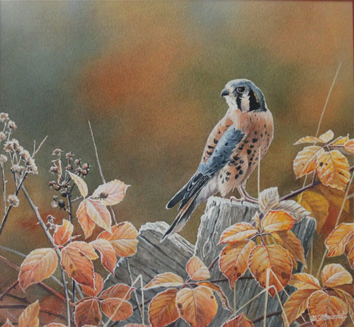 Kestrel, watercolor by Susan Bourdet