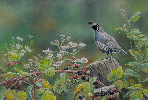 Quail, watercolor by Susan Bourdet